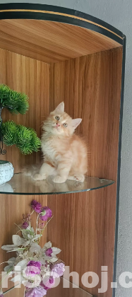 High quality mixed persian